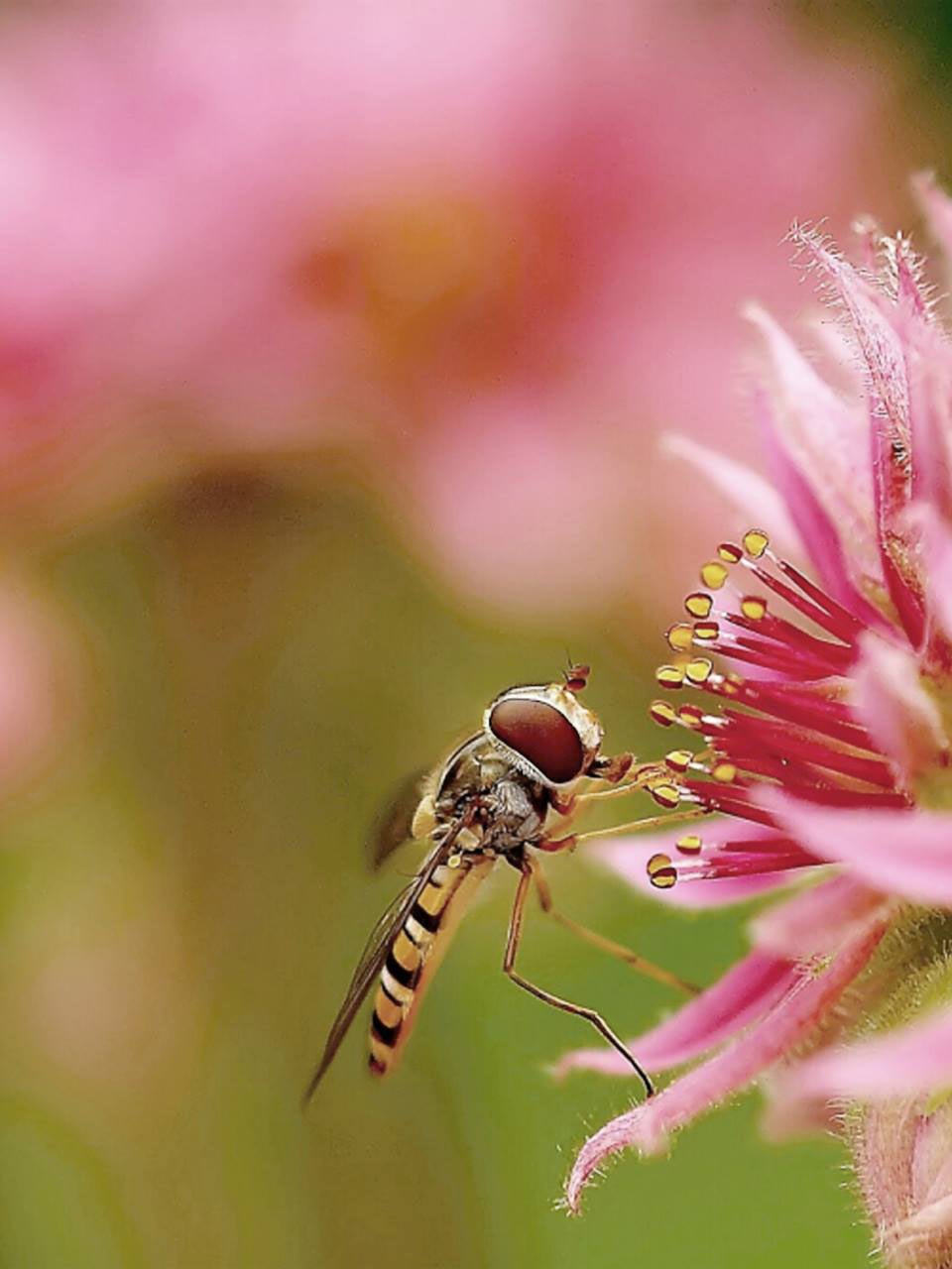 2016-10-zz01-3-Insekten-rr-7.66-1 Serie: Insekten (Foto: Ratomir Radomirovic)