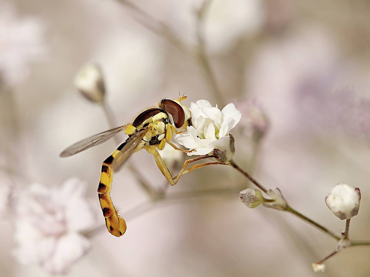 2016-10-zz01-4-Insekten-rr-7.66-1 Serie: Insekten (Foto: Ratomir Radomirovic)