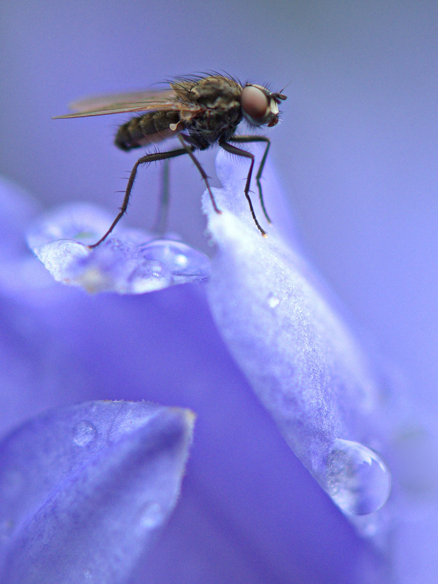 2016-11-05-Bluetentanz-DSC3789-KHR-5.5 Blütentanz (Foto: Karl-Heinz Richter)