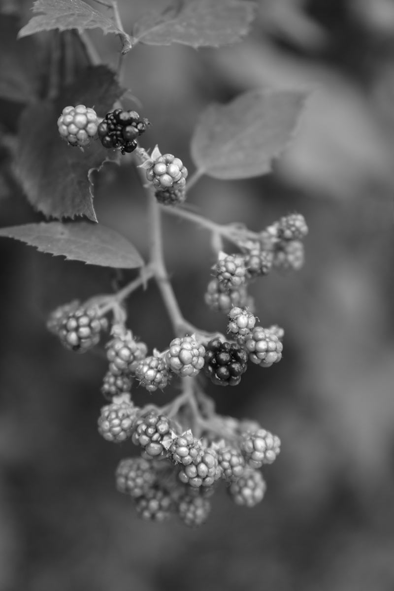 2016-11-10-Ernte-am-Wegrand-DSC07483-SR-4.66 Ernte am Wegrand (Foto: Sylvi Raakow)