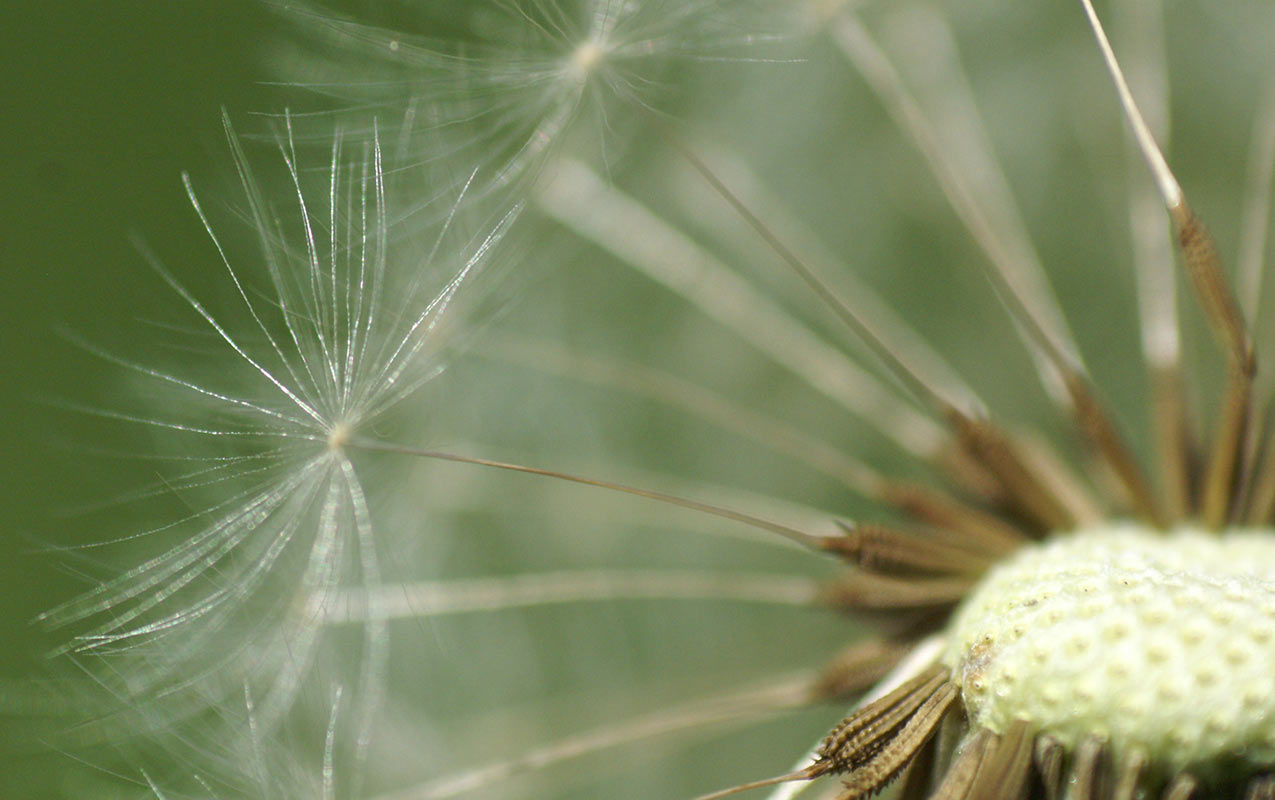 2016-11-25-Pusteblume-PICT3187-SR-4.33 Pusteblume (Foto: Sylvi Raakow)
