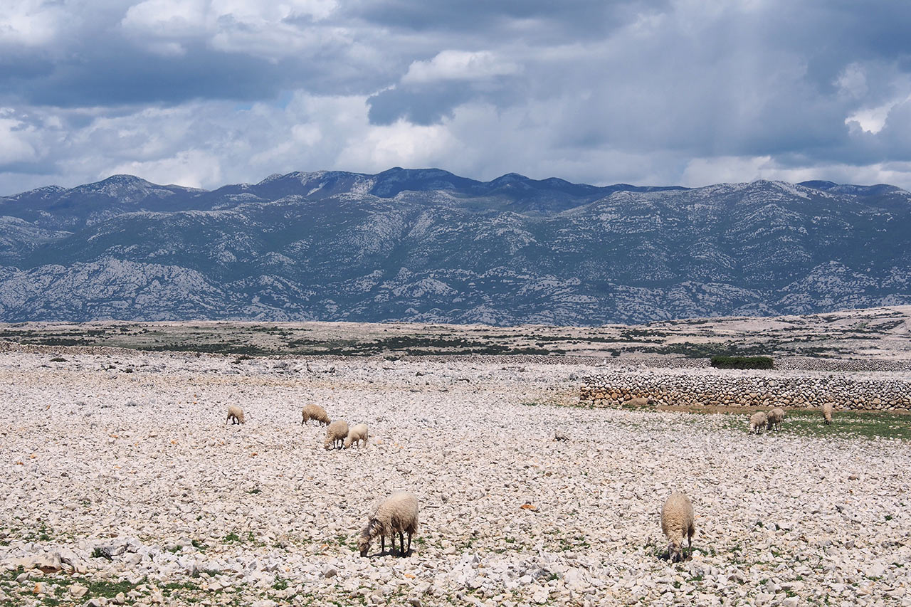2016-11-39-wueste-weide-P0045054-AK-4.5 Wüste Weide (Foto: Andreas Kuhrt)