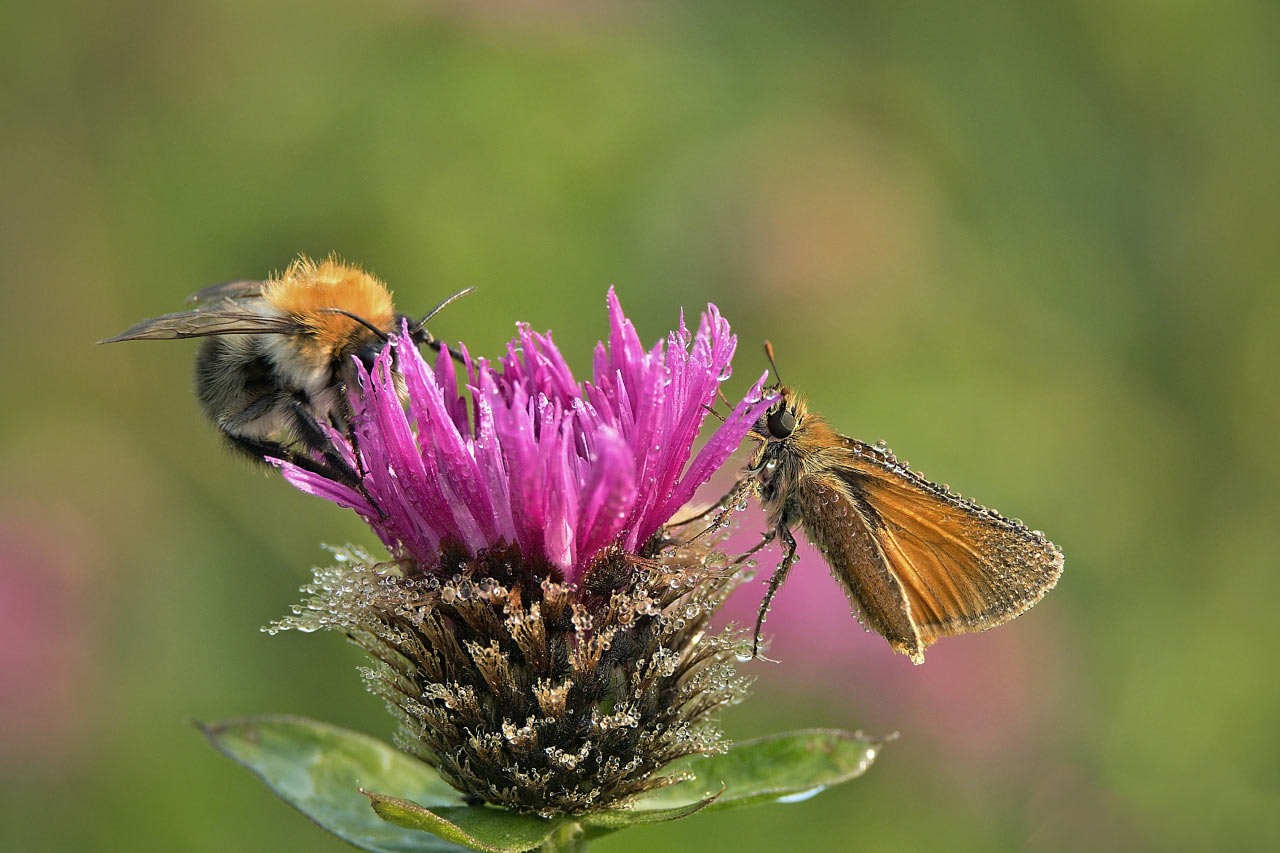 2016-11-zz03-1-Dicki-mit-Hummel-RR-5.66 Serie: Dicki mit Hummel (Foto: Ratomir Radomirowic)
