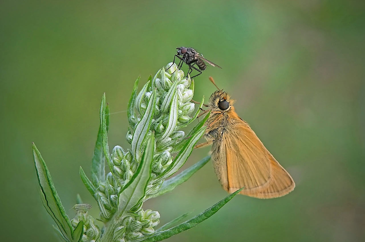 2016-11-zz03-2-Dicki-mit-fly-RR-5.66 Serie: Dicki mit fly (Foto: Ratomir Radomirowic)