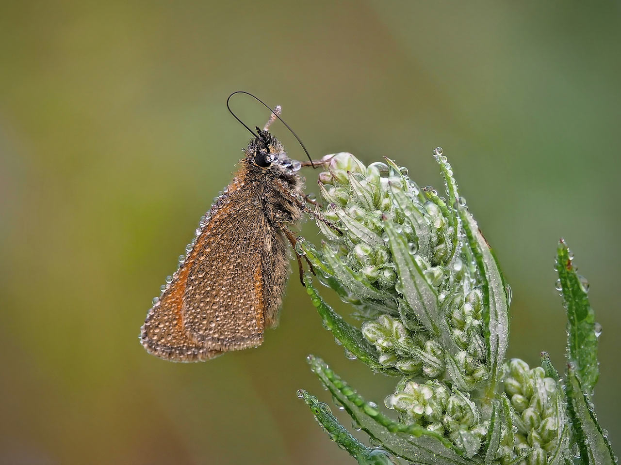 2016-11-zz03-3-Dicki-mit-tropfen-2-RR-5.66 Serie: Dicki mit Tropfen (Foto: Ratomir Radomirowic)