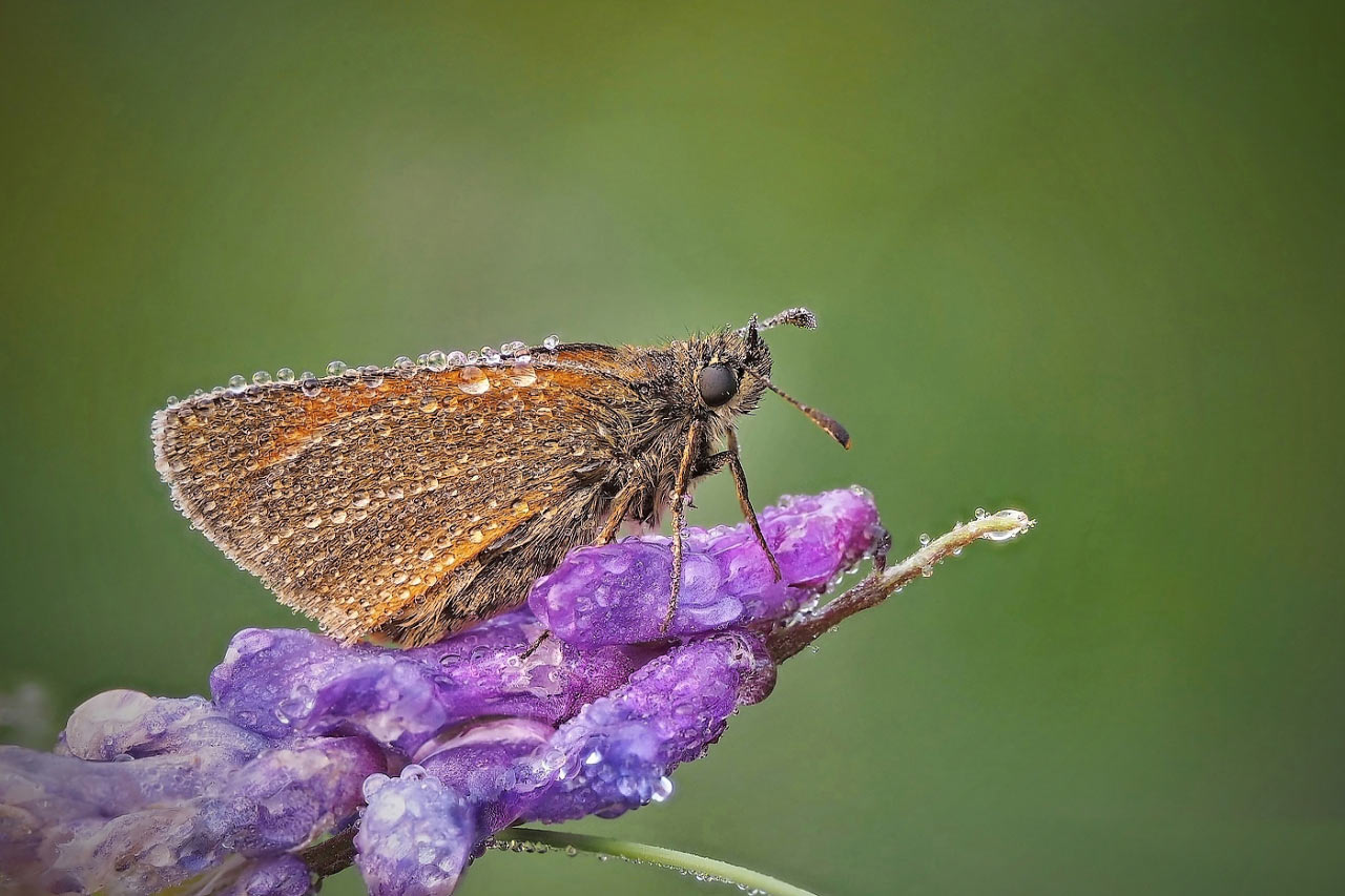 2016-11-zz03-4-Dicki-mit-tropfen-RR-5.66 Serie: Dicki mit Tropfen (Foto: Ratomir Radomirowic)