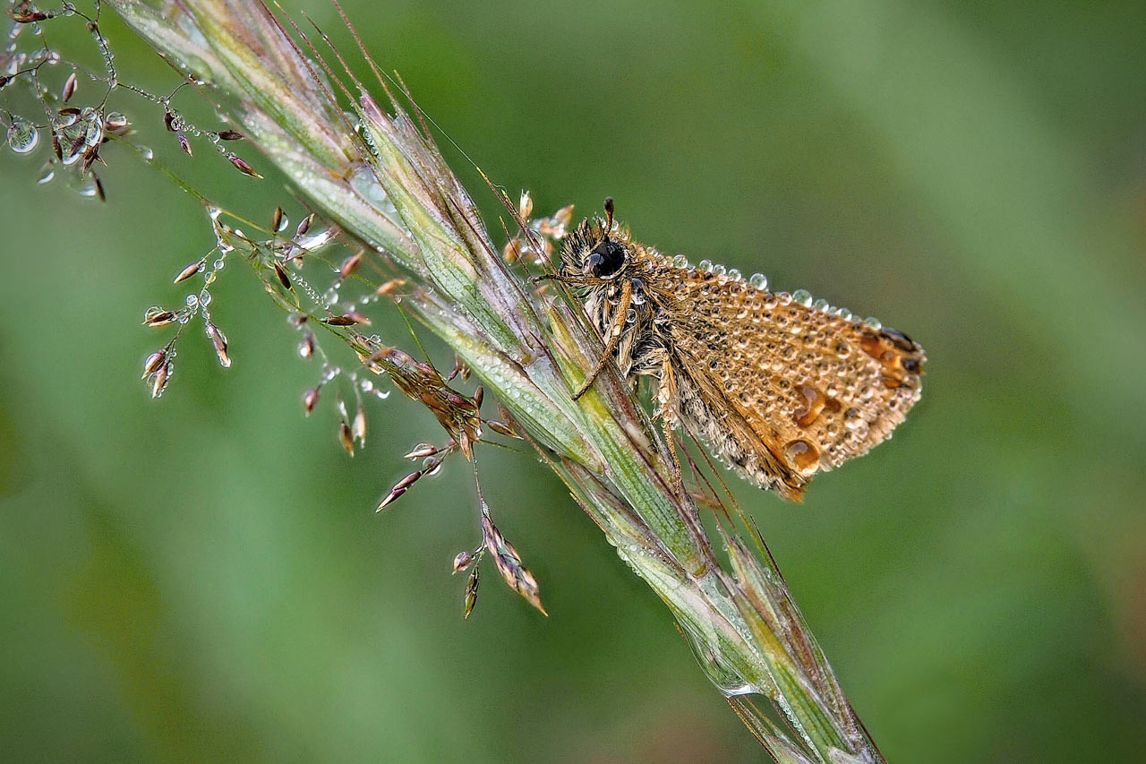 2016-11-zz03-5-Dicki-mit-tropfen-4-RR-5.66 Serie: Dicki mit Tropfen (Foto: Ratomir Radomirowic)