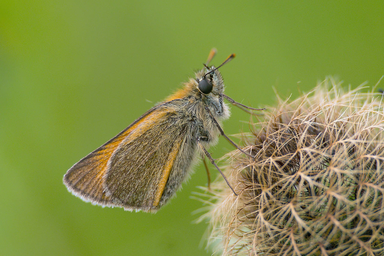 2016-11-zz03-6-Dicki-RR-5.66 Serie: Dicki (Foto: Ratomir Radomirowic)