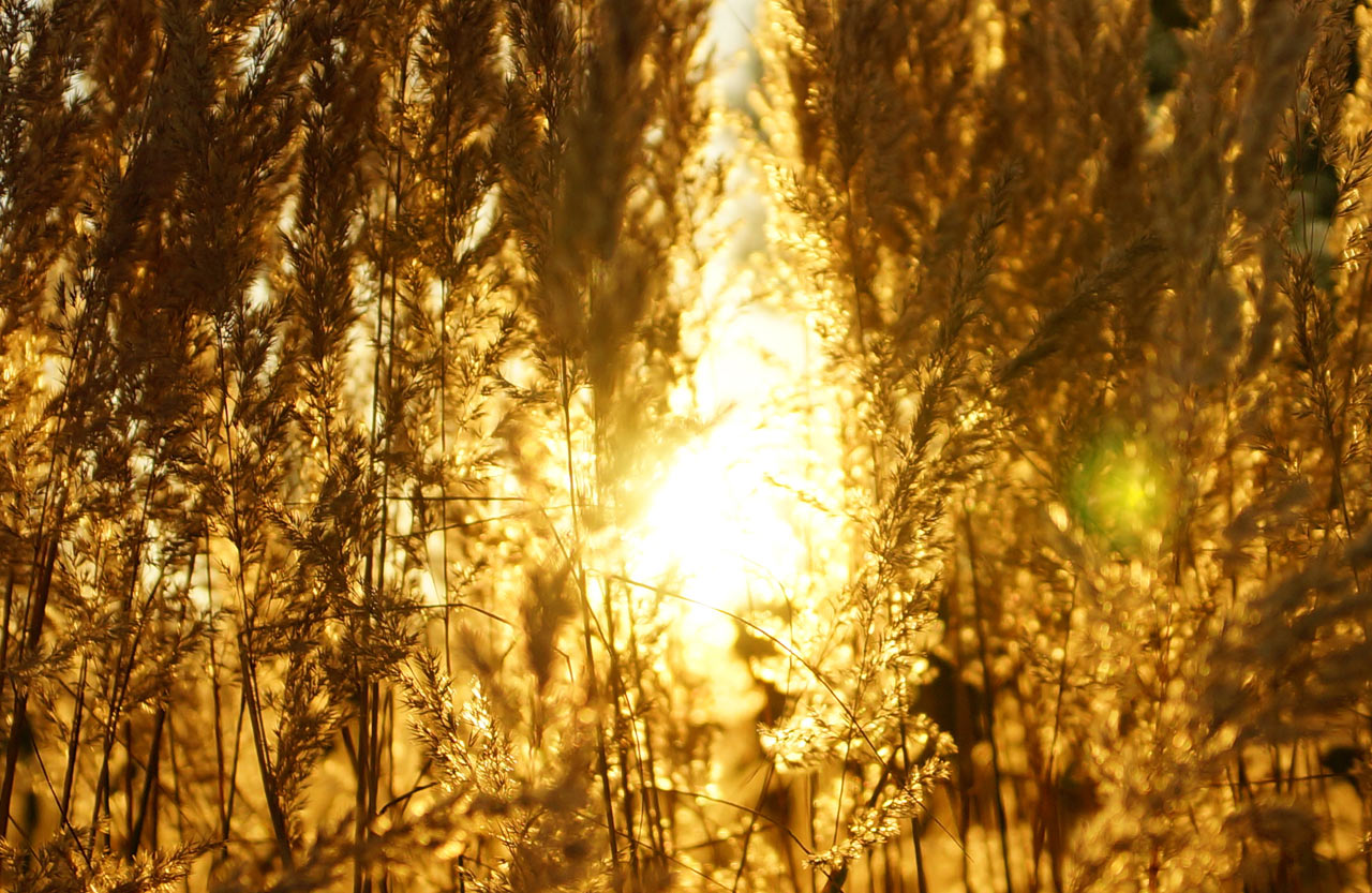 2016-11-zz06-3-Herbstabend-DSC07446-SR-5 Serie: Herbstabend (Foto: Sylvi Raakow)