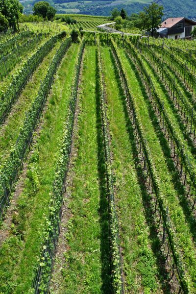 Am Weinberg (Foto: Roland Kastner)