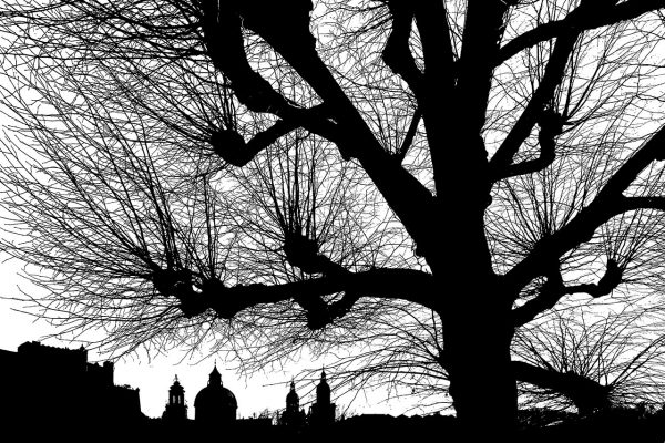Baum-Town Salzburg (Foto: Andreas Kuhrt)