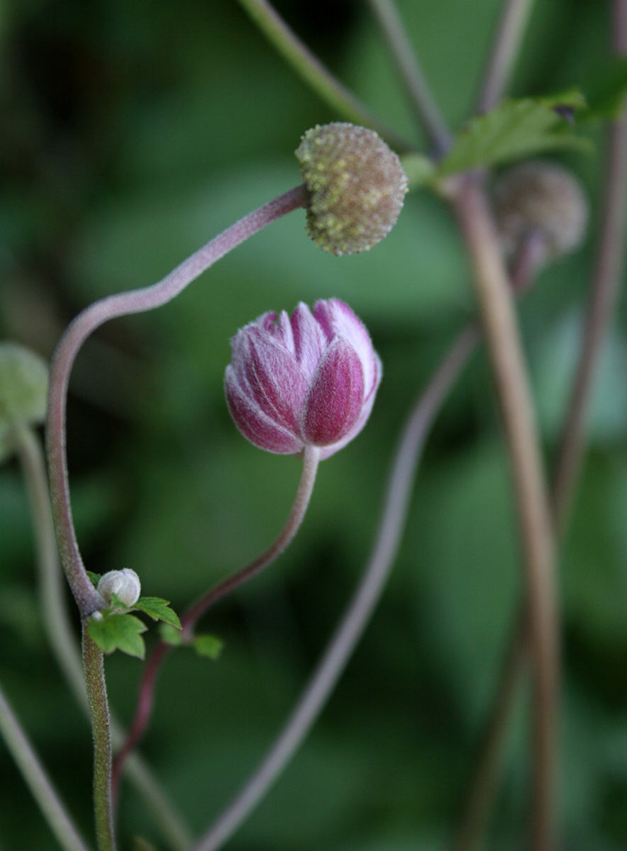 Blüte (Foto: Carolin Fritz)