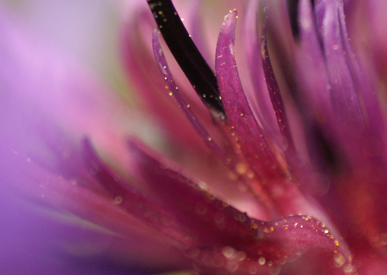 Blütentraum (Foto: Sylvi Raakow)