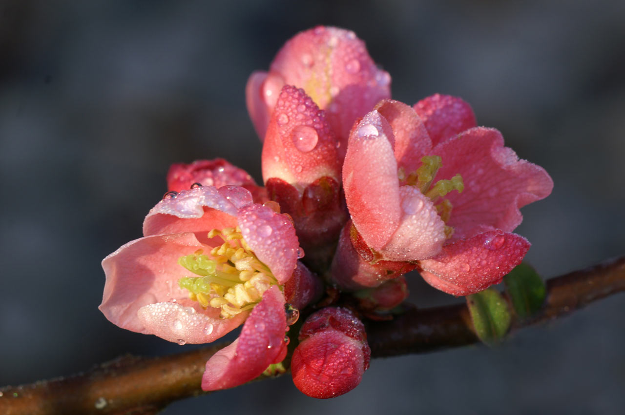 Frühlingserwachen (Foto: Sylvi Raakow)
