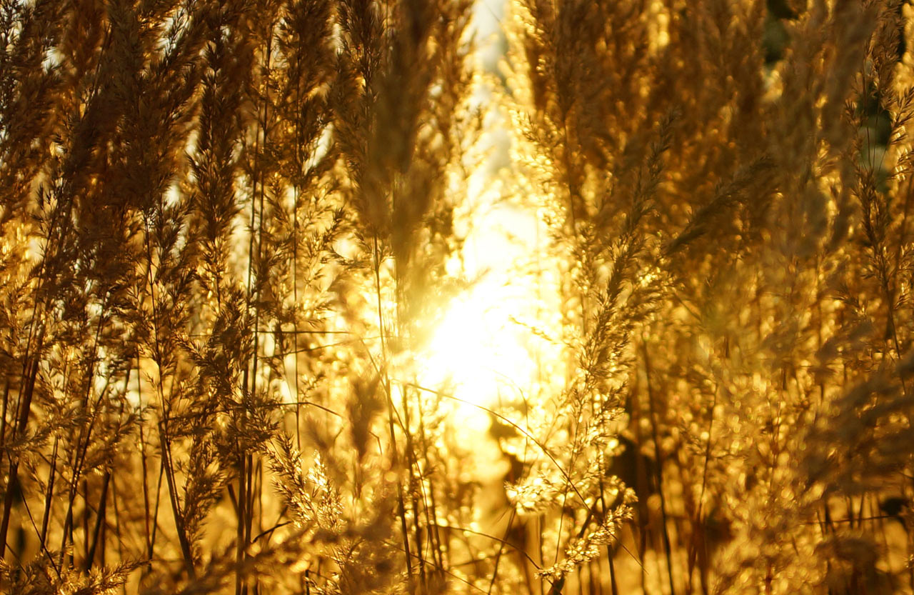 Goldene Stunde (Foto: Sylvi Raakow)