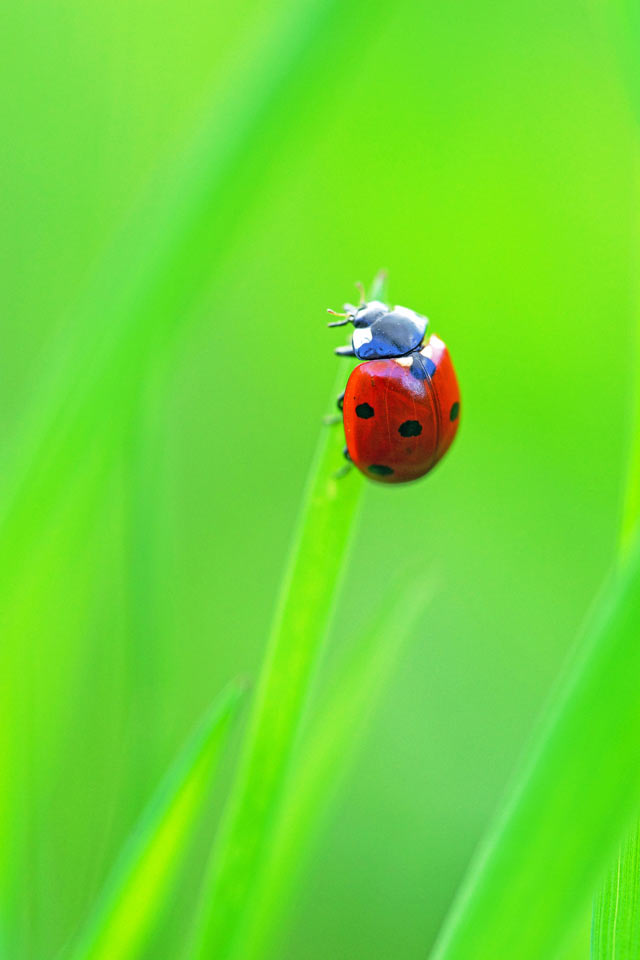 Komplementär (Foto: Sylvi Raakow)