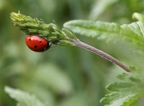Marienkäfer (Foto: Carolin Fritz)