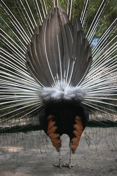 Po-sieren (Foto: Carolin Fritz)