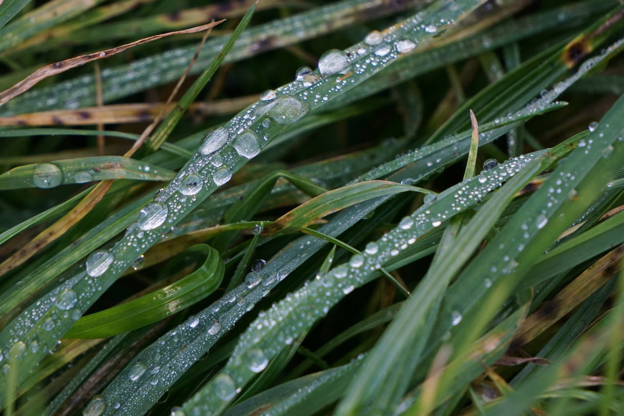 Regentropfen (Foto: Roland Kastner)