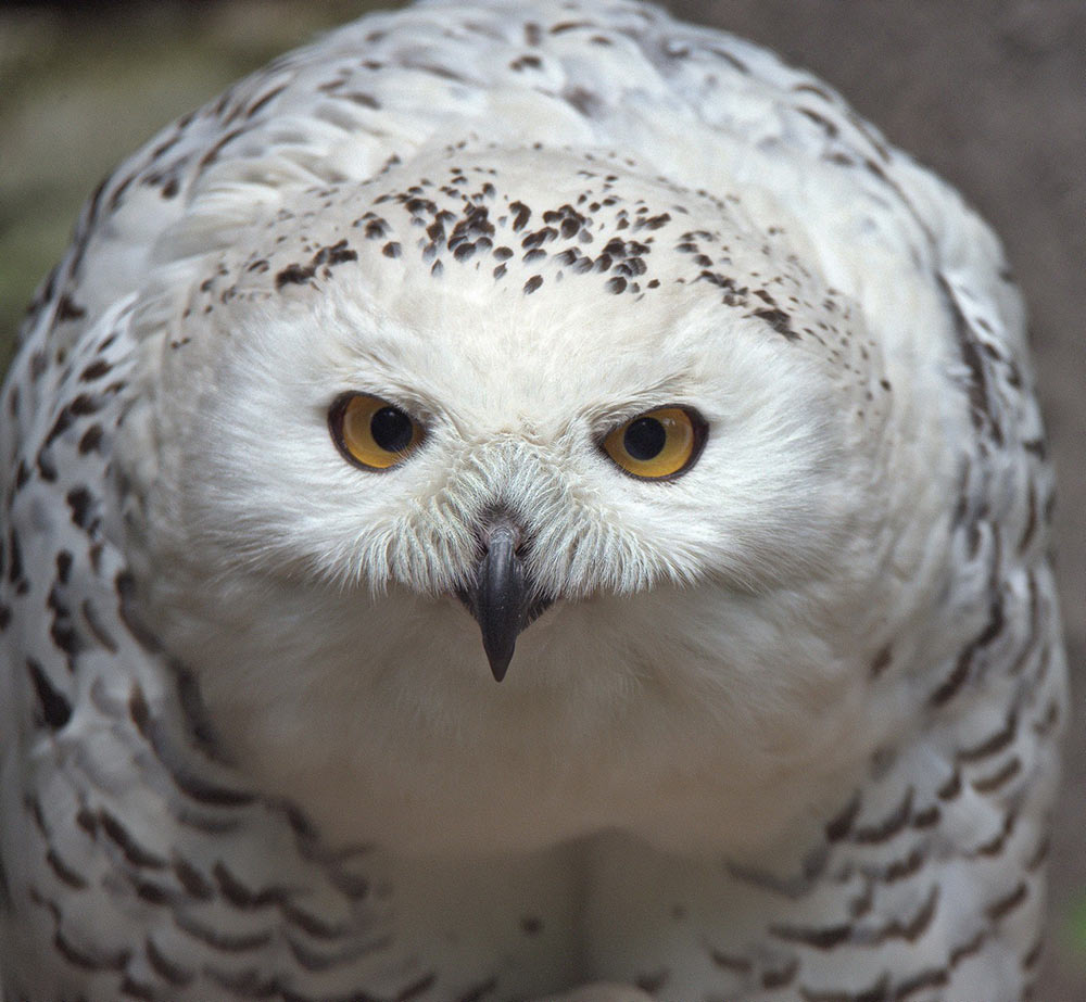 2016-bdj-60-Schnee-Eule-KHR-7 Schnee-Eule (Foto: Karl-Heinz Richter)