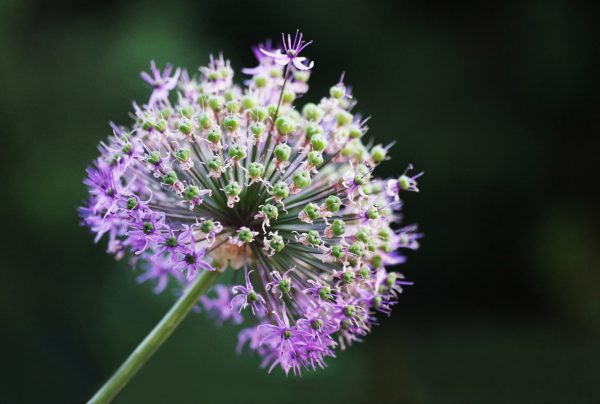 Sommer im Garten (Foto: Carolin Fritz)