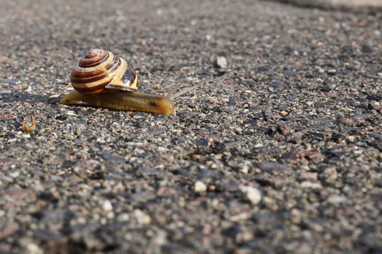 Tempo - Tempo (Foto: Roland Kastner)