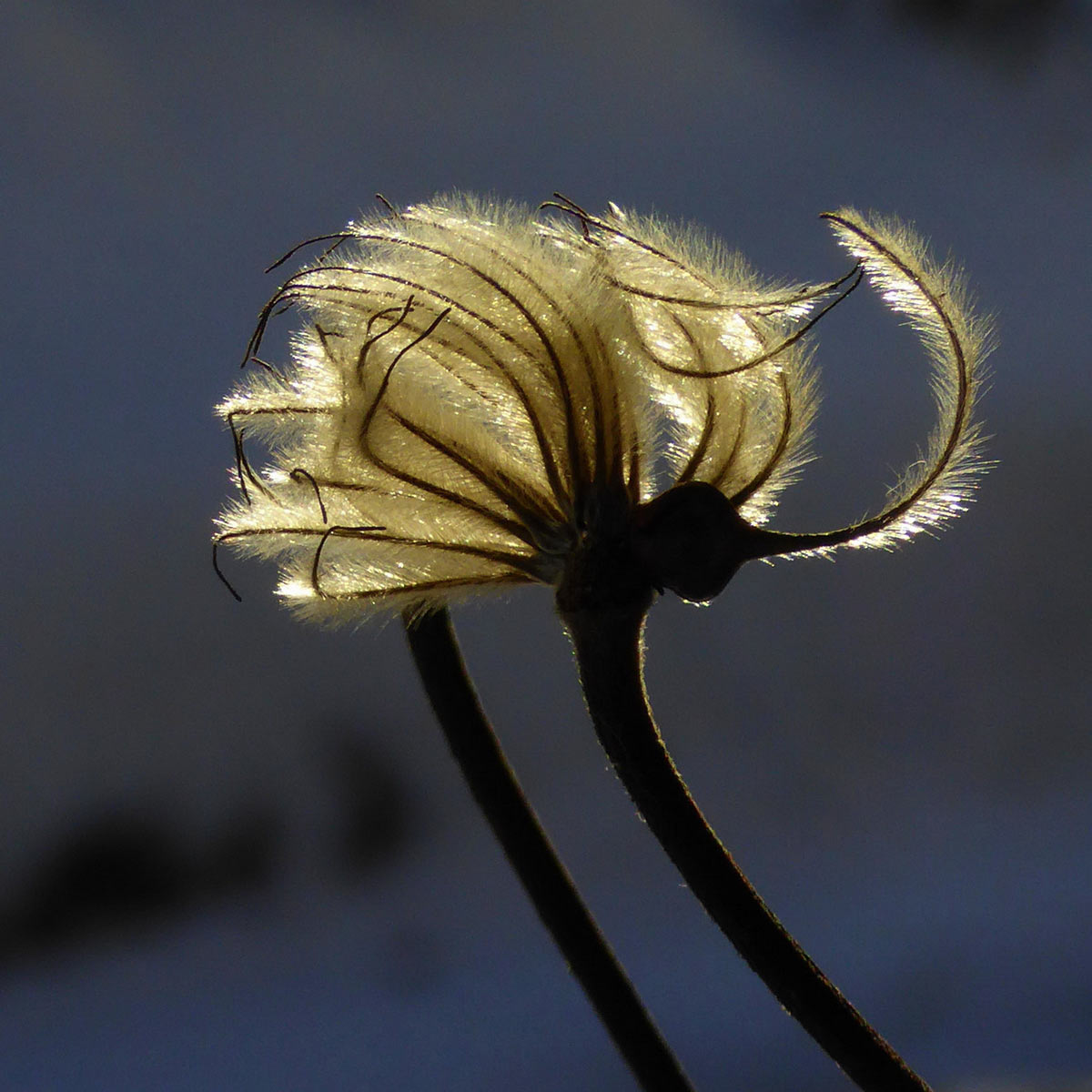 Waldrebe (Foto: Karl-Heinz Richter)