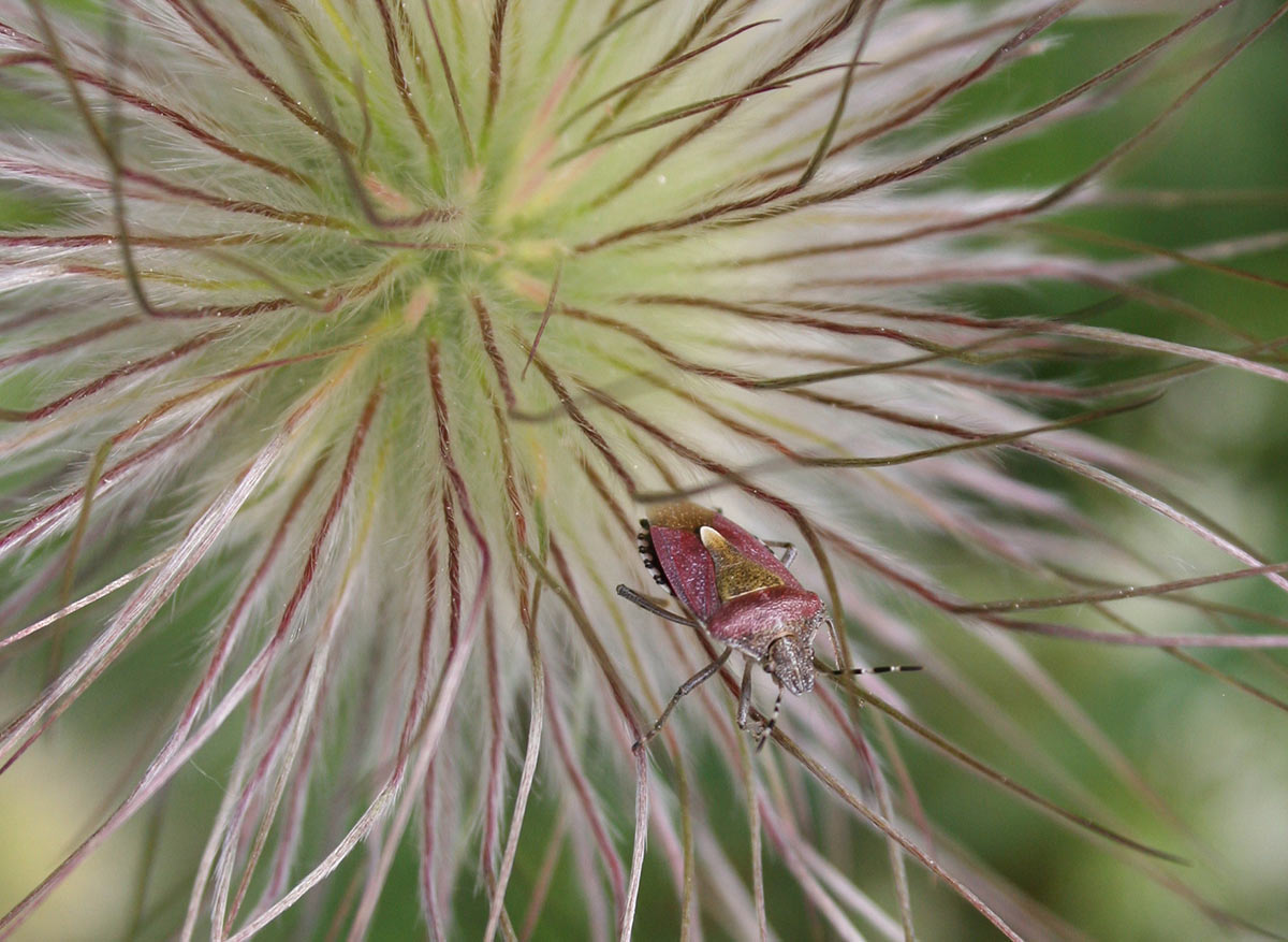 Wanze (Foto: Carolin Fritz)