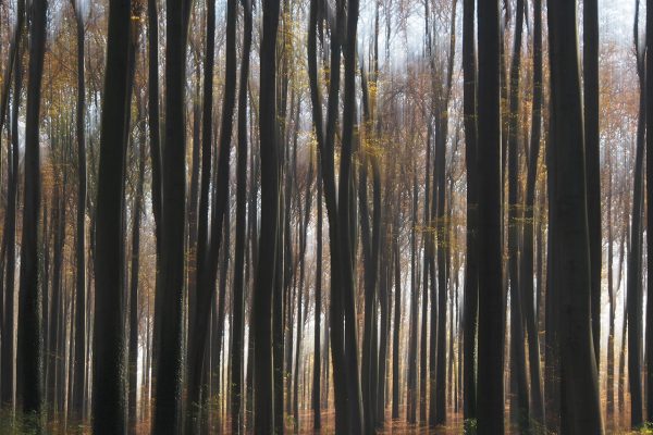 Wischwald (Foto: Ines Koch)