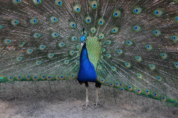 Serie: Balz (Foto: Carolin Fritz)