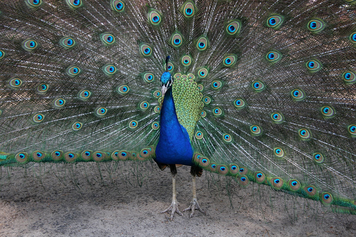 Serie: Balz (Foto: Carolin Fritz)