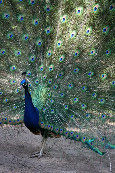 Serie: Balz (Foto: Carolin Fritz)