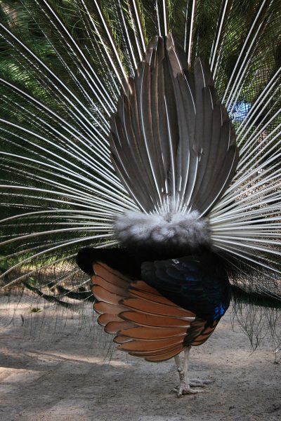 Serie: Balz (Foto: Carolin Fritz)