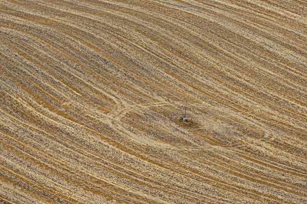 Serie: Abgeerntet (Foto: Roland Kastner)