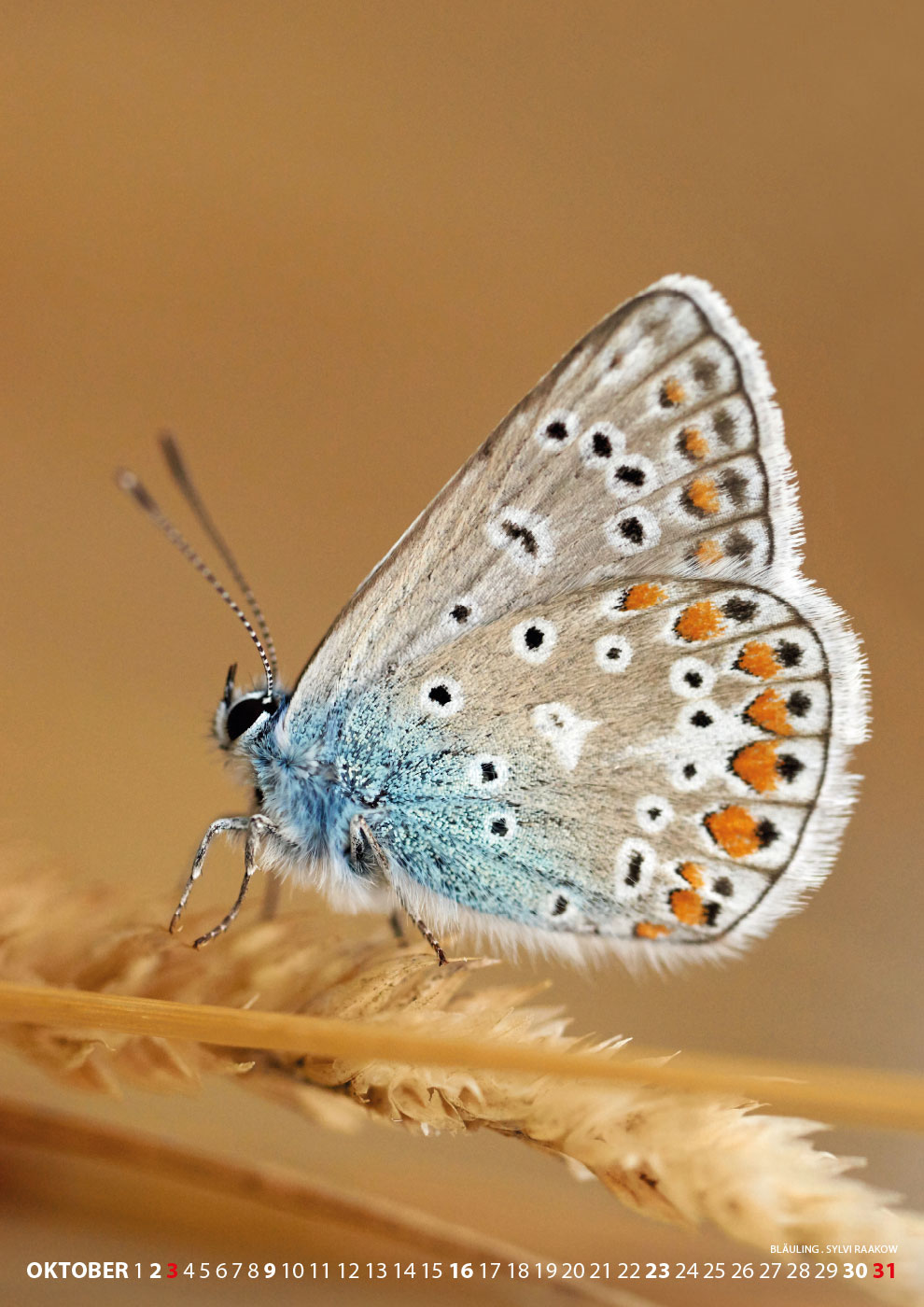 2016-kalender-fotoclub-kontrast-suhl-10 Kalender Fotoclub Kontrast 2016: Bläuling (Foto: Sylvi Raakow)