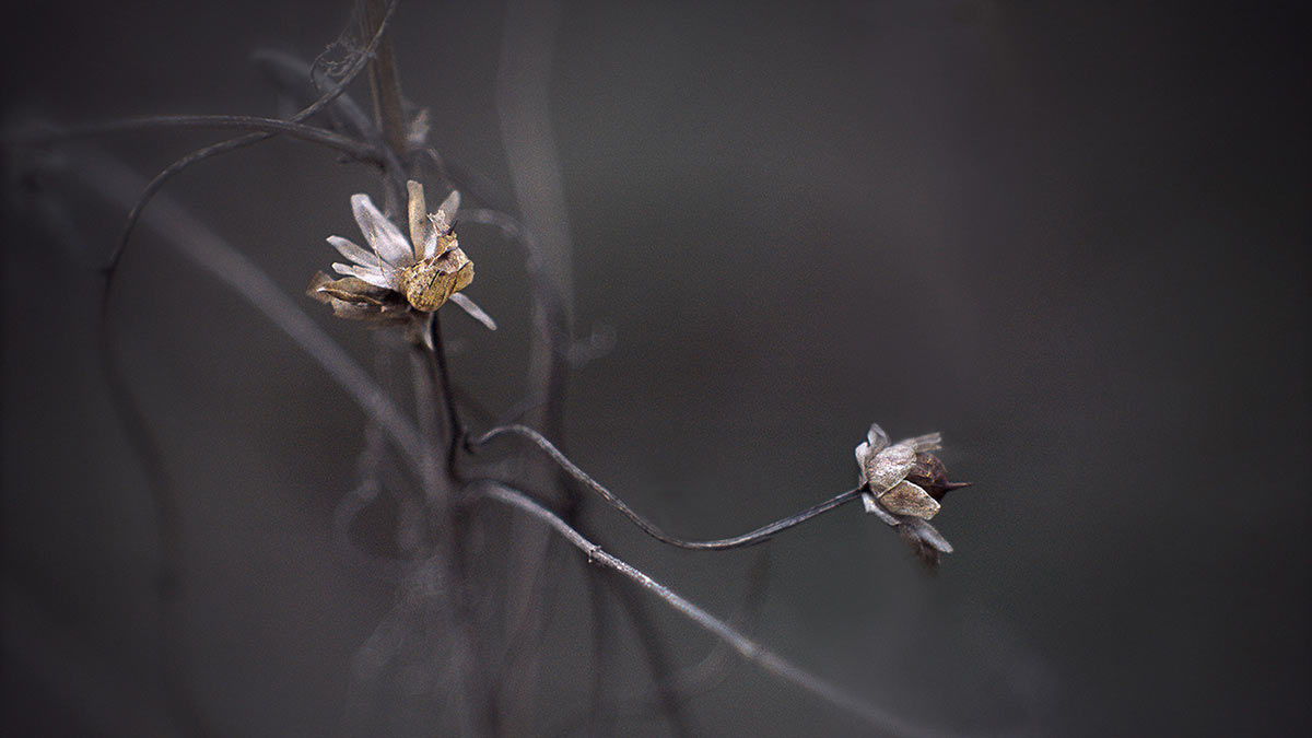 Dance (Foto: Ulyana Bardsiy)