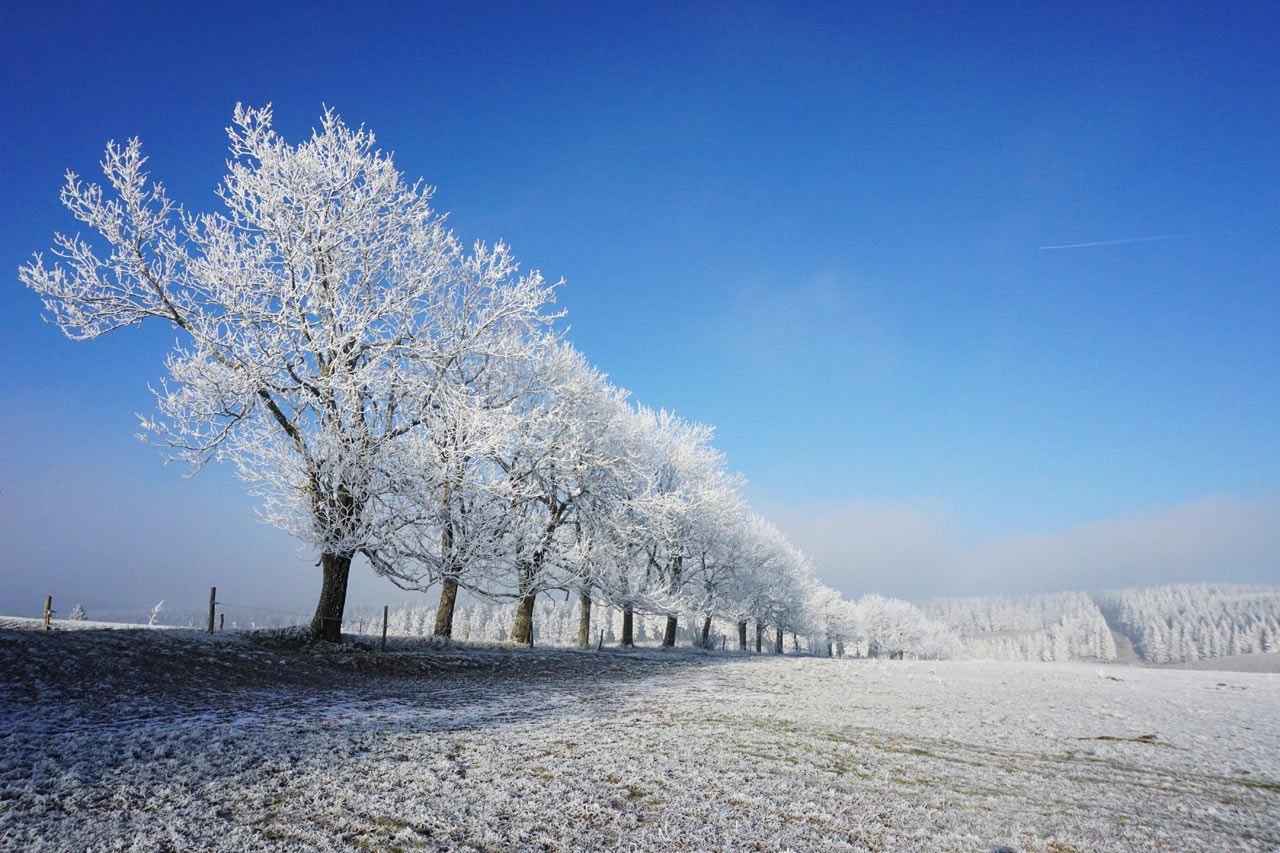 Eisblüte (Foto: Sylvi Raakow)