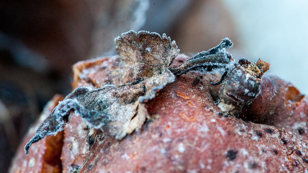 Frostobst (Foto: Uli Pfeufer)