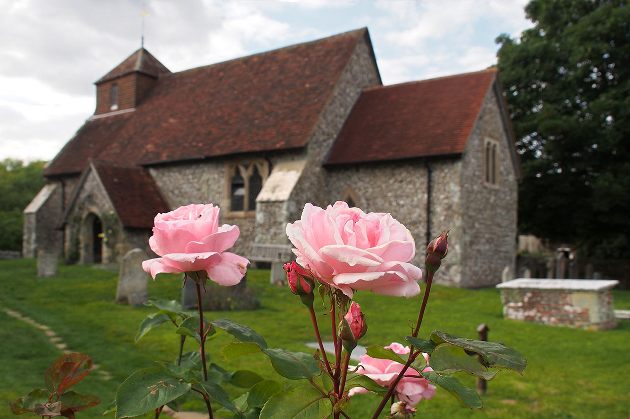 Saint Mary Roses (Foto: Andreas Kuhrt)