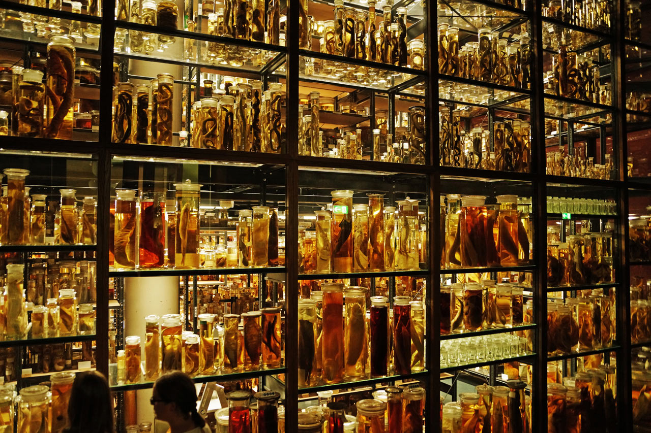 Sammelwut (Foto: Sylvi Raakow)