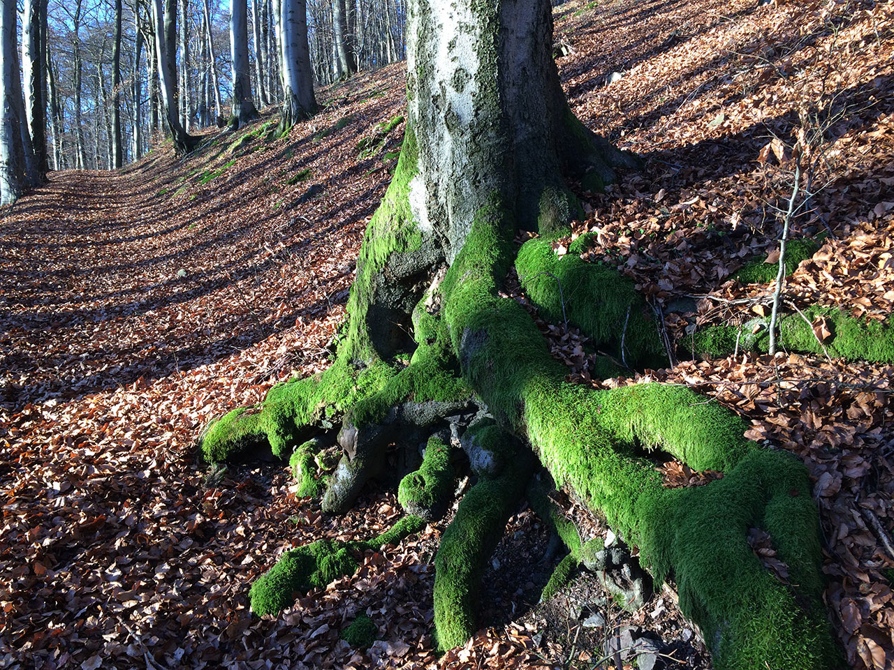 2017-03-02-am-domberg-mh-5.33 Am Domberg (Foto: Manuela Hahnebach)