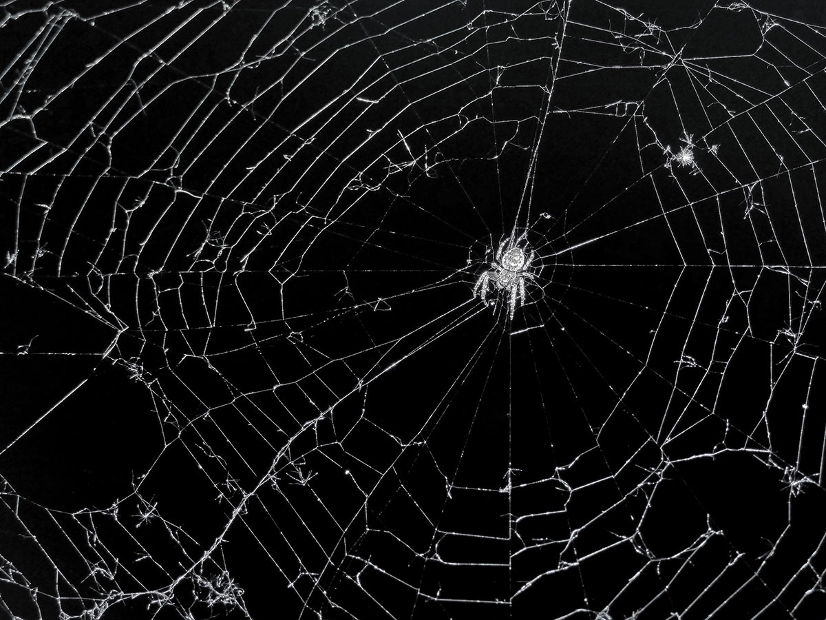 2017-03-15-f-spinne-km-5.33 Spinne (Foto: Klaus Müller)