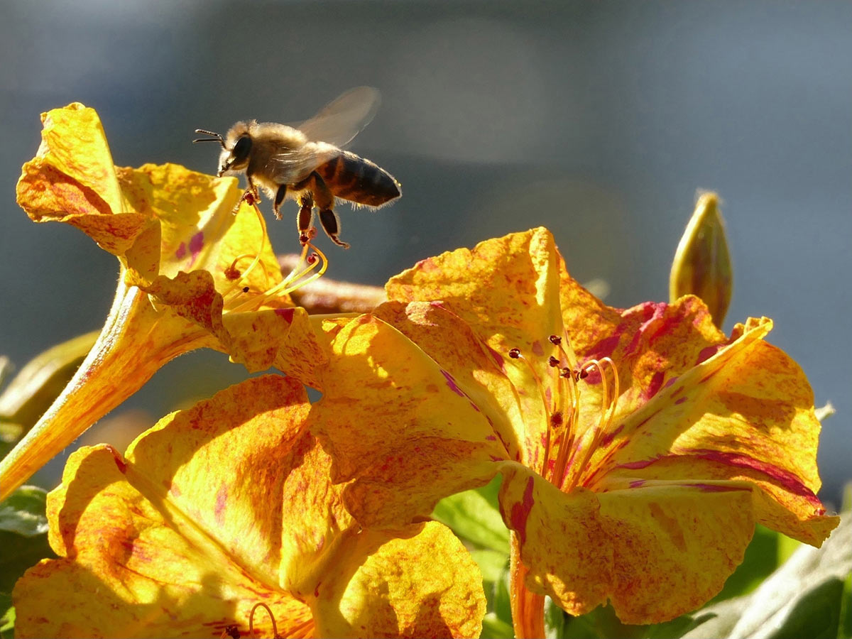2017-03-23-m-Biene-km-5.66 Biene (Foto: Klaus Müller)