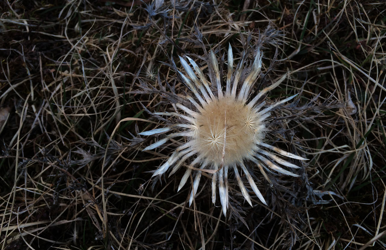2017-03-29-silberdistel-mh-5.66 Silberdistel (Foto: Manuela Hahnebach)