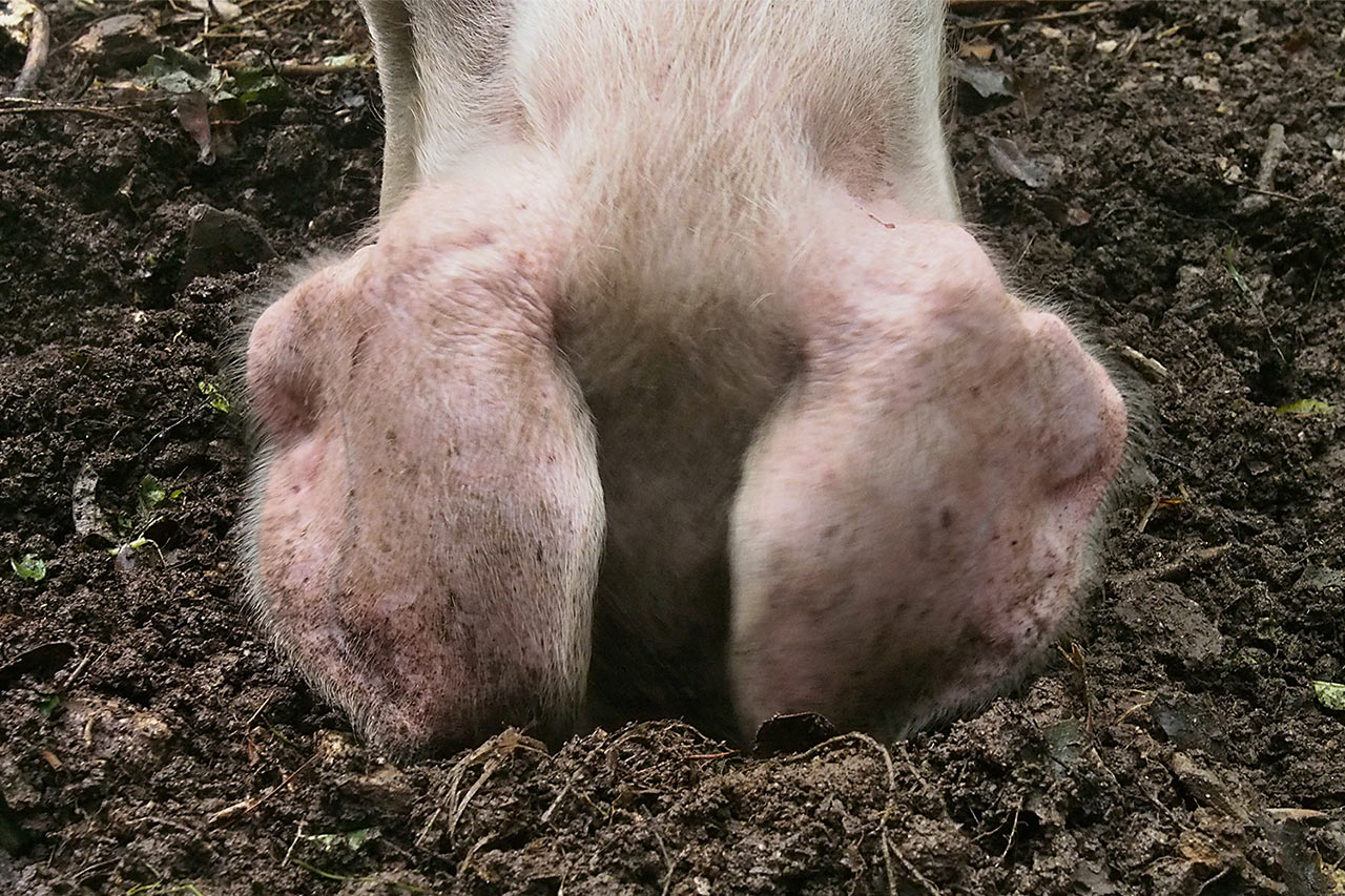 2017-03-zz01-1-schweinerei-P0056990-ak-5.66 Serie: Schweinerei (Foto: Andreas Kuhrt)