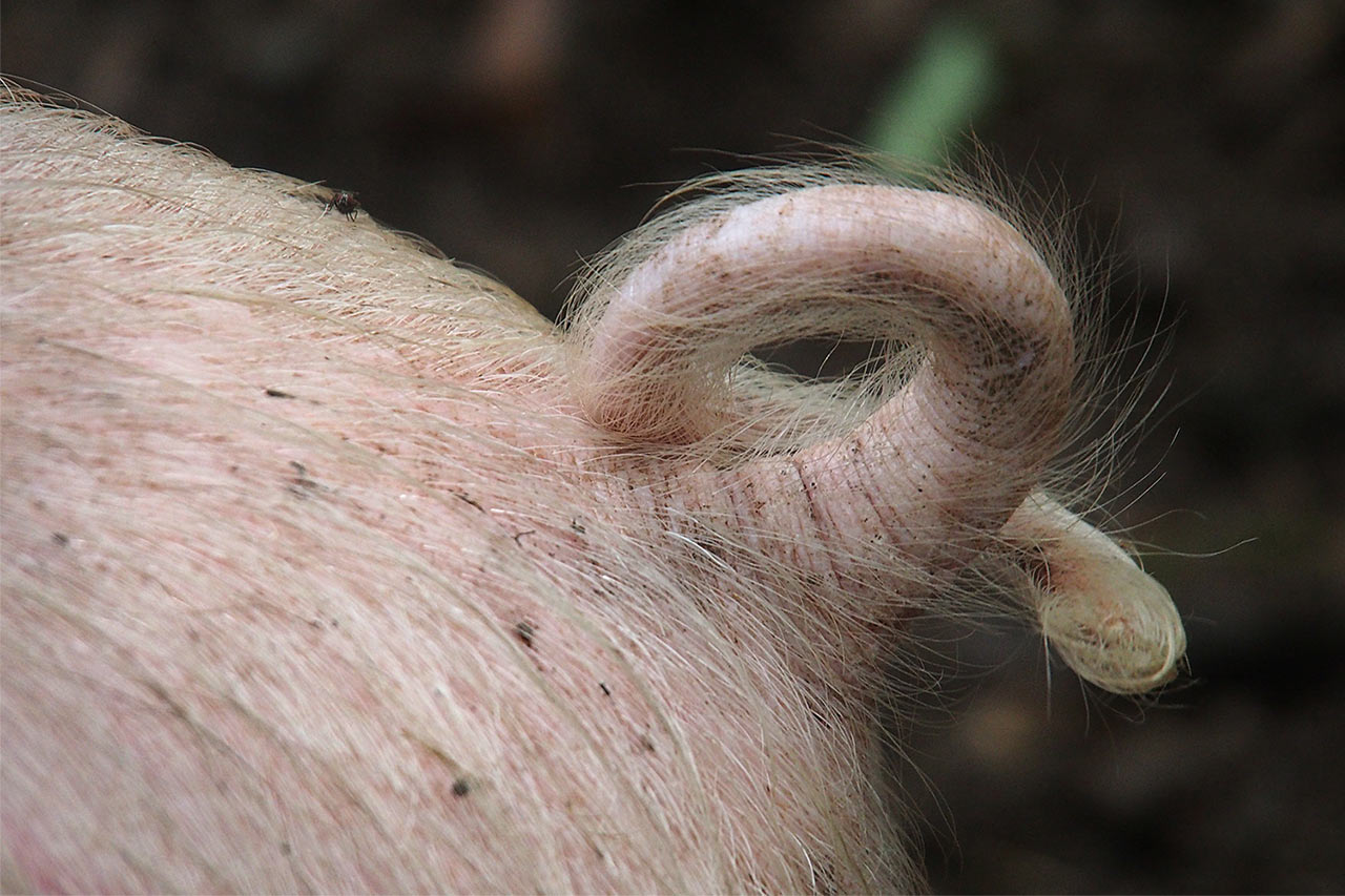 2017-03-zz01-2-schweinerei-P0056983-ak-5.66 Serie: Schweinerei (Foto: Andreas Kuhrt)