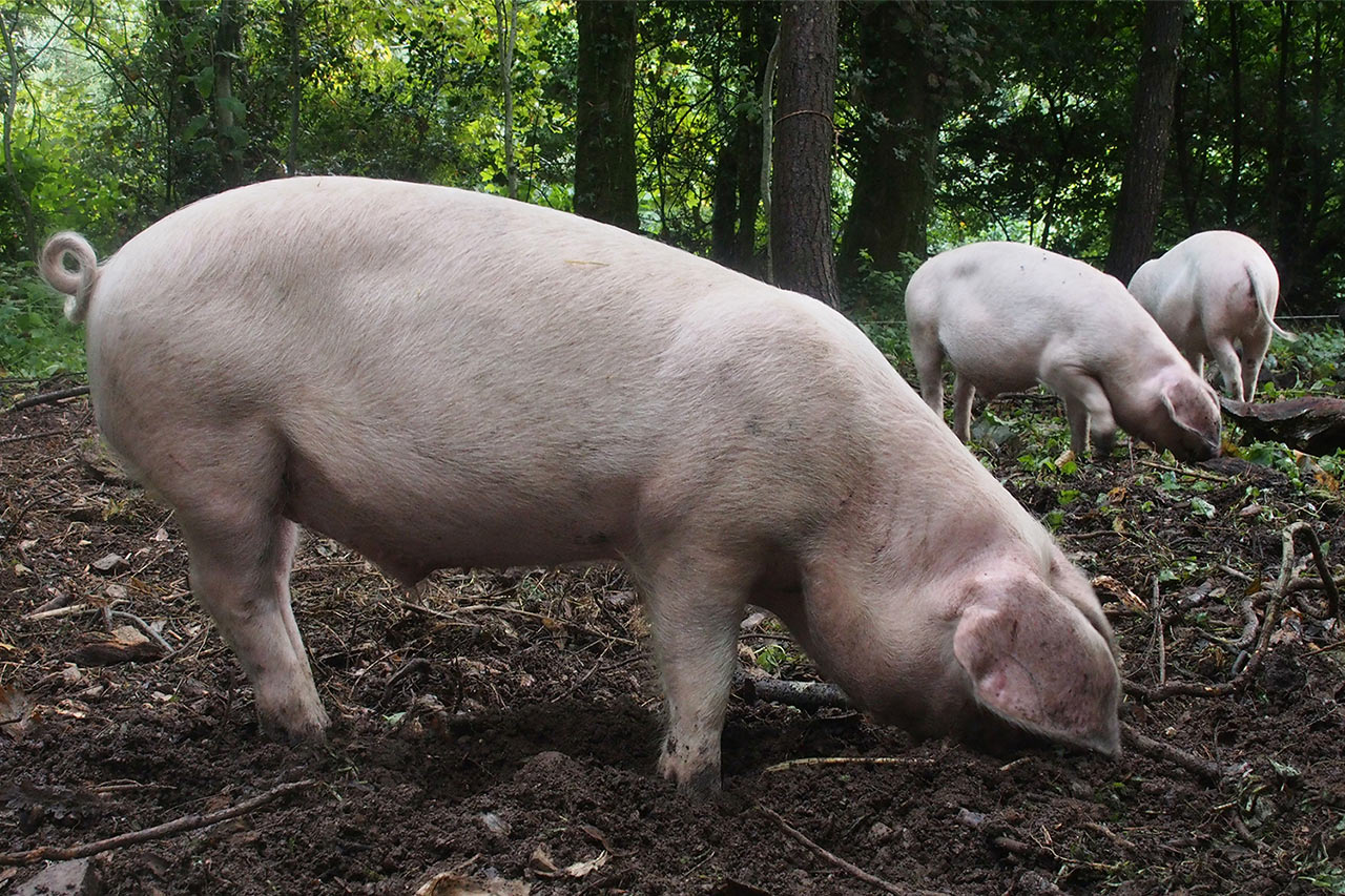 2017-03-zz01-3-schweinerei-P0056996-ak-5.66 Serie: Schweinerei (Foto: Andreas Kuhrt)