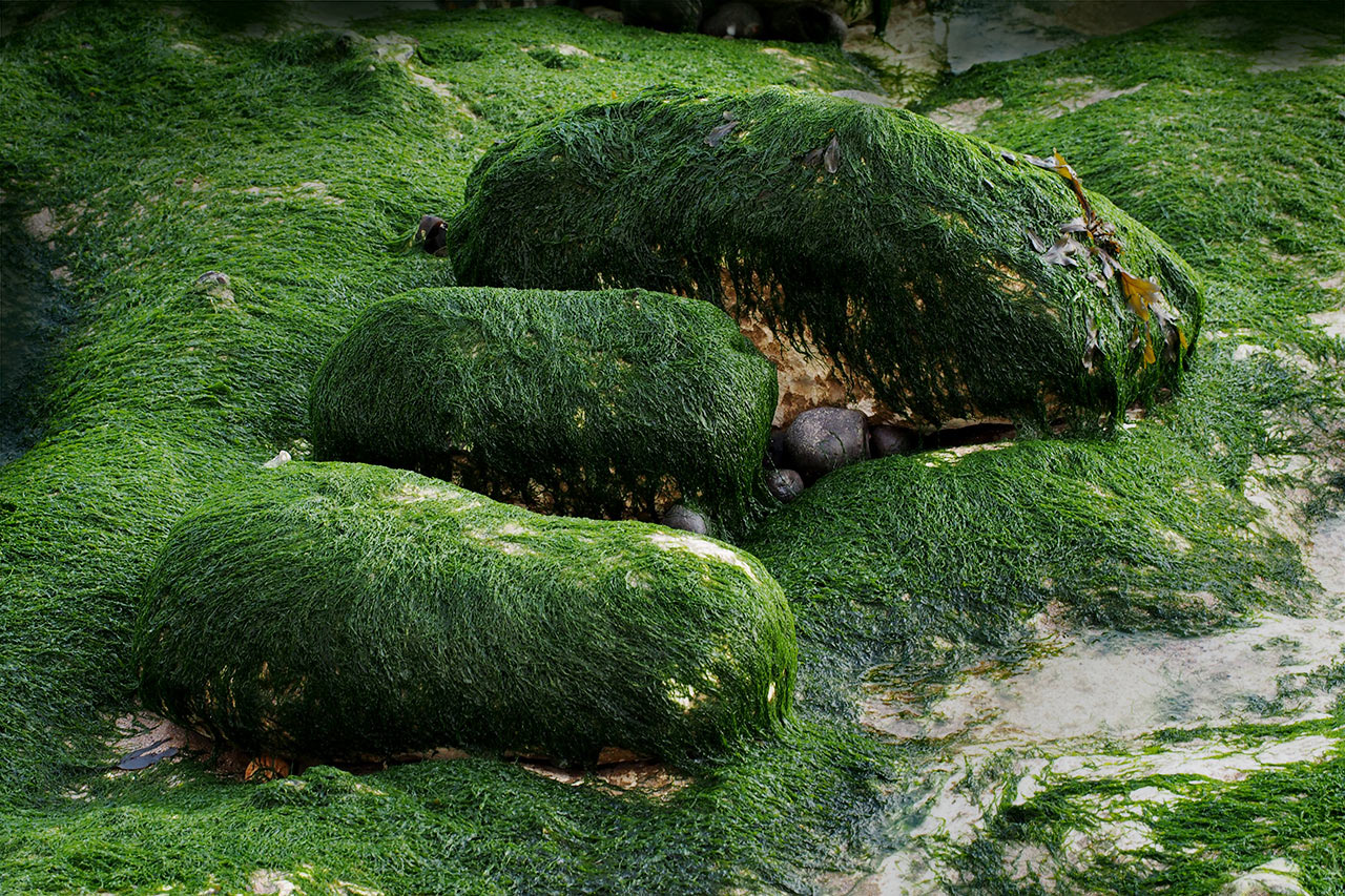 2017-03-zz04-1-tang-mh-5 Serie: Tang (Foto: Manuela Hahnebach)