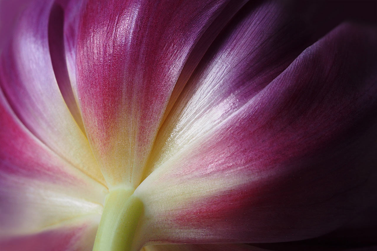 2017-03-zz06-2-tulpe-mh-7.33-1 Serie: Tulpe (Foto: Manuela Hahnebach)