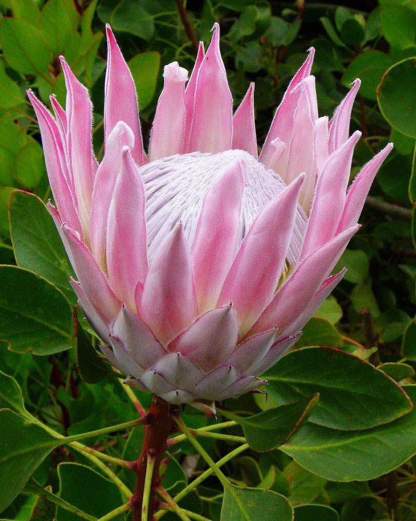 2017-03-zz08-1-Protea-khr-6 Serie: Protea (Foto: Karl-Heinz Richter)